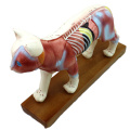 Compre un 12004 Animal Cat, Half Acupuncture y Half Muscle Cat Anatomical Model